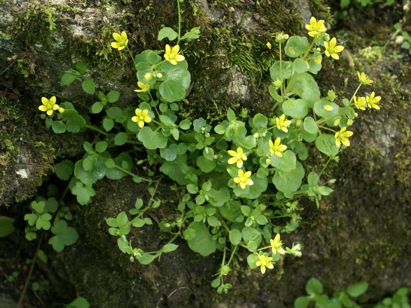 Plante à fleurs jaunes Zzdsc010