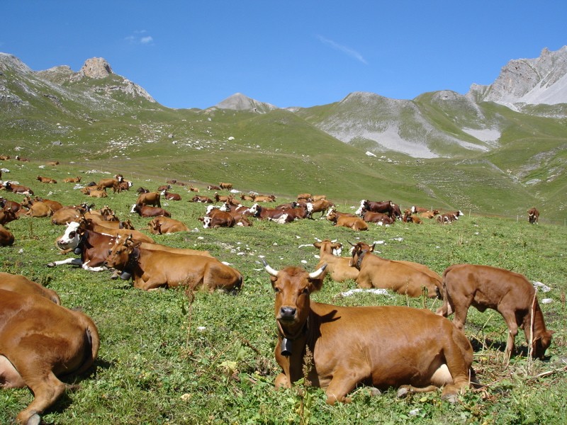La faune en Haute-Tarentaise Dsc03316