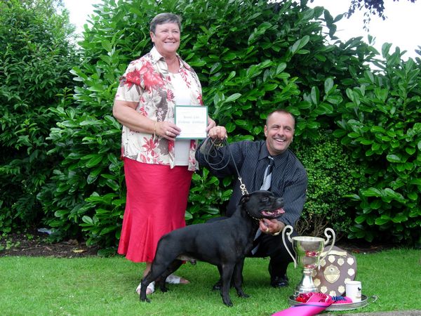 Staffie - Staffordshire Bull Terrier - Bientôt la lune de miel en UK Dscn2711