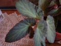 id aussi [Begonia 'Withlacoochee'] Dsc00612