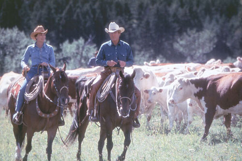 L'Homme qui murmurait a l'oreille des chevaux Small_13