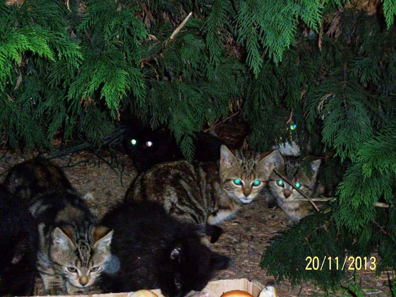 Recherche famille d'accueil pour chatons et chats Urgent 14636610
