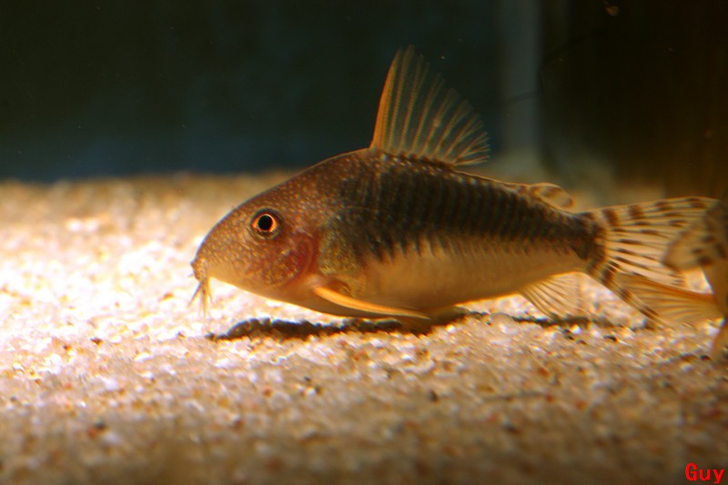 Mes espèces de corydoras en images Img_1810