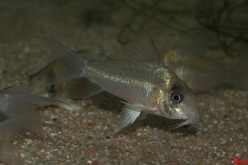 Mes espèces de corydoras en images - Page 2 Sychri11