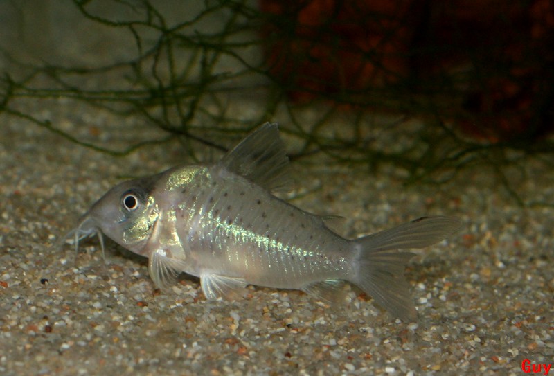 Mes espèces de corydoras en images - Page 2 Sychri12