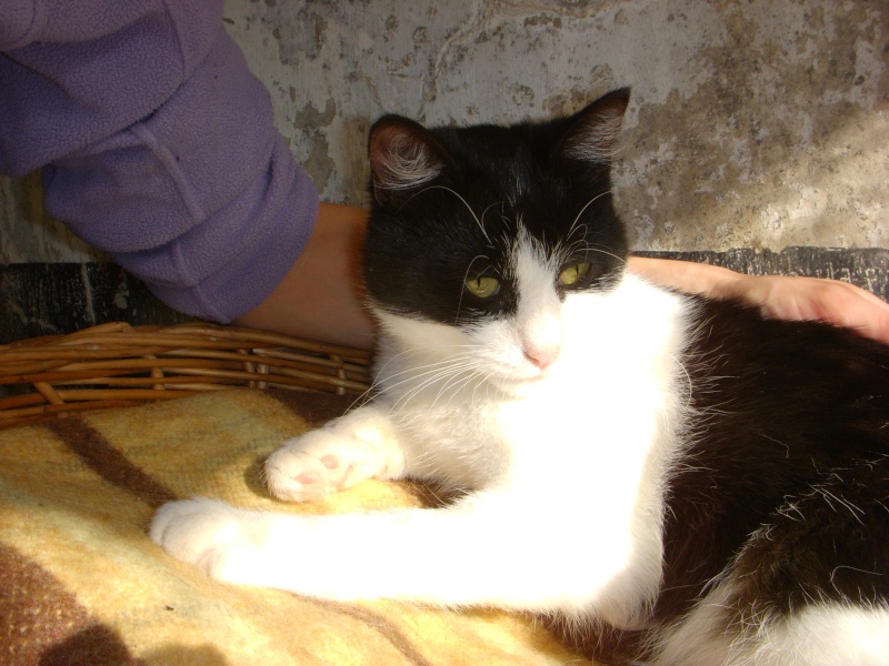 Ivanovich : petit chat étonnant .  refuge du mordant  Iva_1310