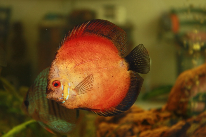 Male et femelle discus?? Discus10