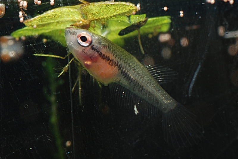 Betta mahachaiensis Mahaca10