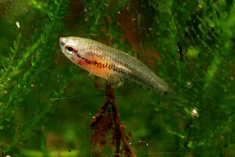 Betta mahachaiensis Mahaca11