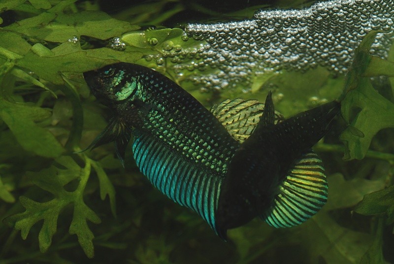 Betta mahachaiensis Ponte_11