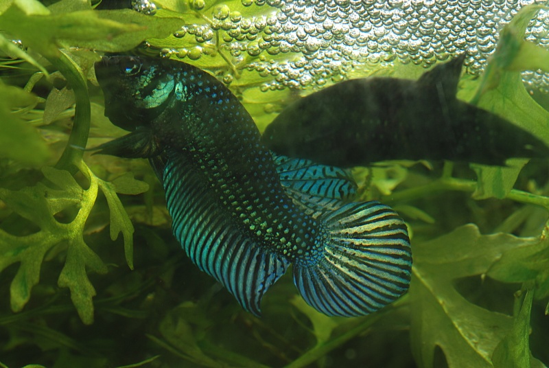 Betta mahachaiensis Ponte_12