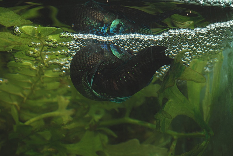 Betta mahachaiensis Ponte_13