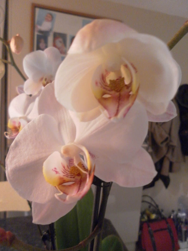 orchidées Sam_8411