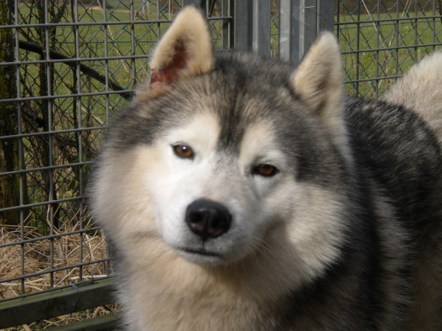 Wolfy chien LOF castré ( un monstre d'amour ) à placer PART45 Dscn0216