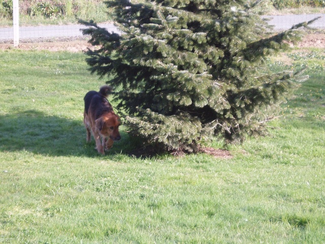 Un chien donne son sang pour en sauver un autre P2249012