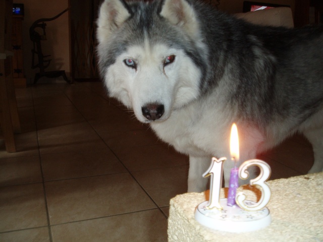 C'est l'anniv de Chouchou ( Snow )...13 ans aujourd'hui P5019210