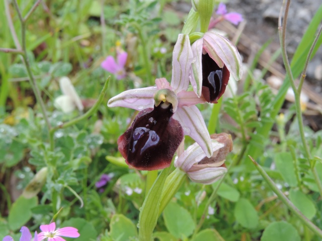 Ophrys ferrum equinum Kalamata GR Dscn0714