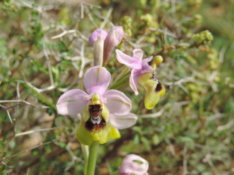 Ophrys tenthredinifera, Kalamata GR Dscn0813