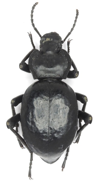 Akis sp, Tenebrionidae Dscn1516