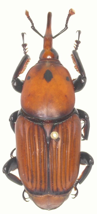 [Rhynchophorus ferrugineus] Rhynchophorus ferrugineus, Kalamata GR Dscn3310