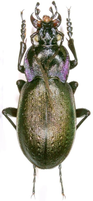 Archicarabus nemoralis ssp pseudomonticola Dscn5310