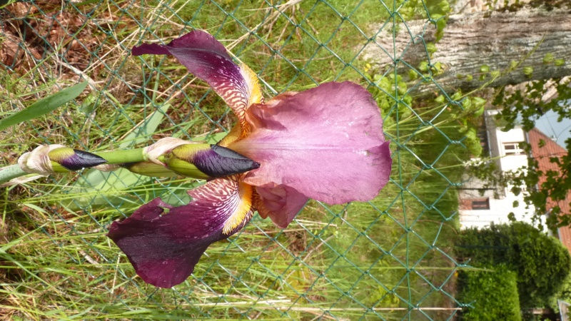 Iris : floraison 2014 - Page 10 P1070515