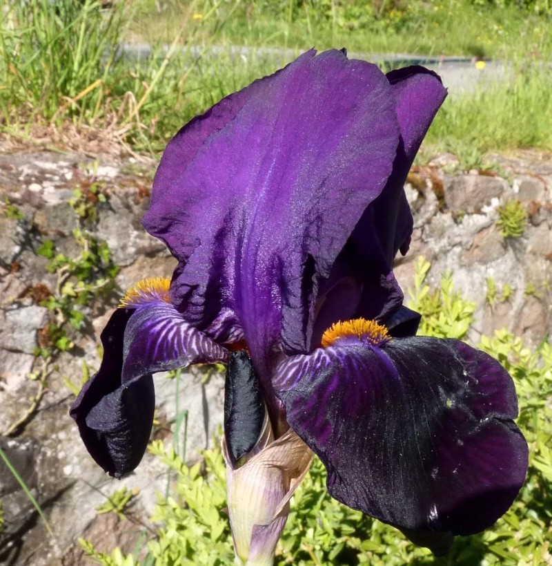 Iris : floraison 2014 - Page 10 P1070527