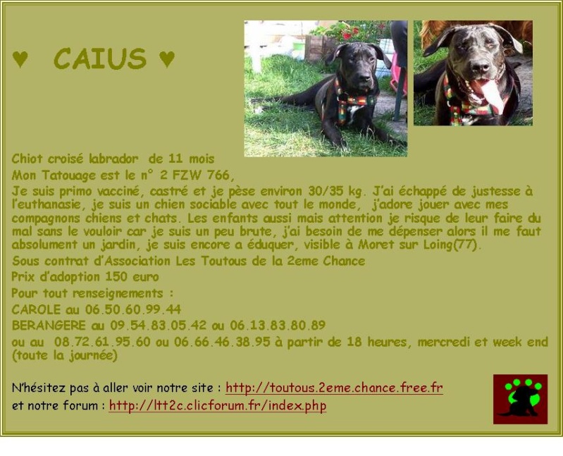 CAIUS, 10 mois, Crois Labrador Caius210