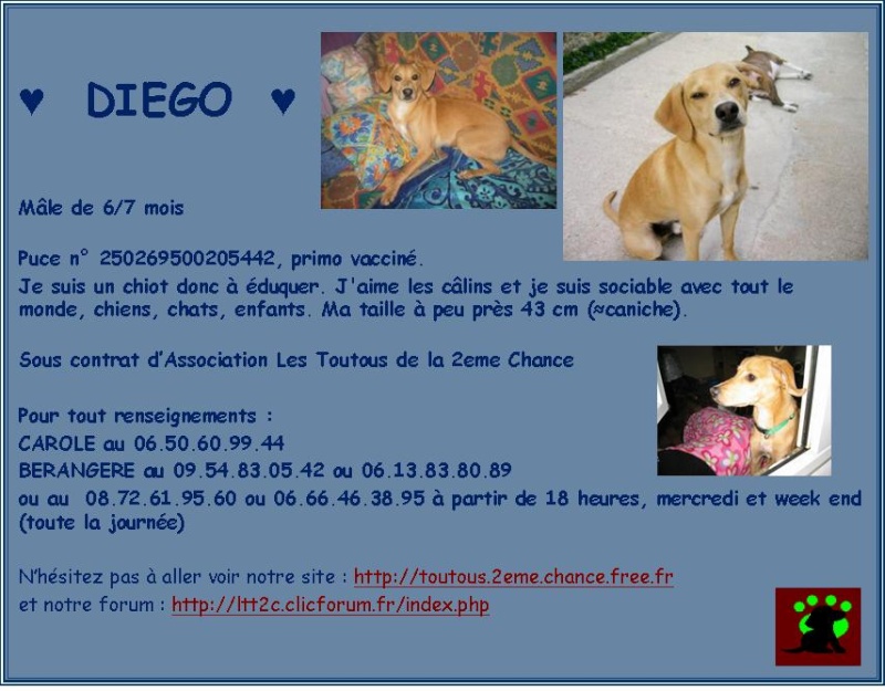 DIEGO, 6/7 mois, Male (ratier) Diego10
