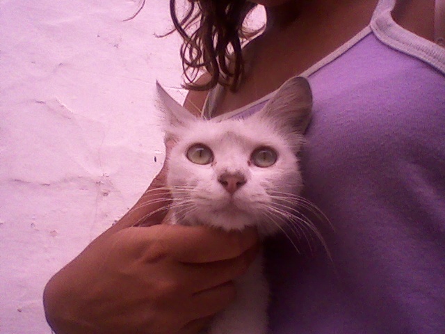 NIEVE gatita blanca. Adoptada!! Foto0114