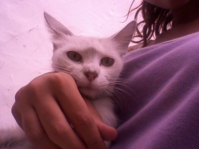 NIEVE gatita blanca. Adoptada!! Foto0115
