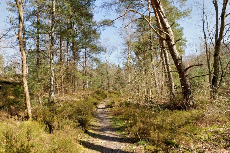 promenade en forêt. 121