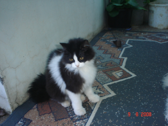 Rambo i Lossy-My cats Koja_p10
