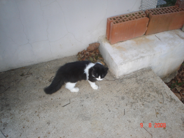 Rambo i Lossy-My cats Lipota10