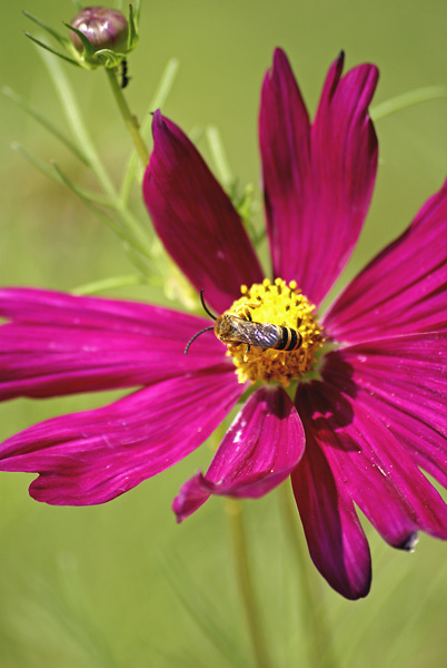 flower power (ajout du 30 aout) _fleur11