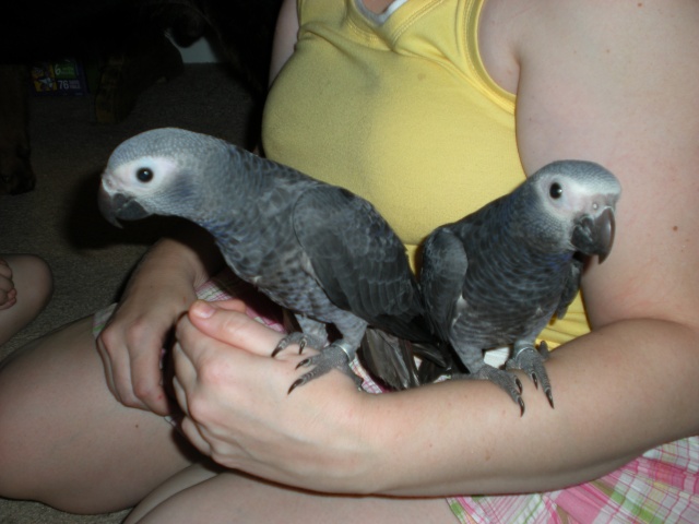 African Grey Timnehs ready for a good home Dscn0111