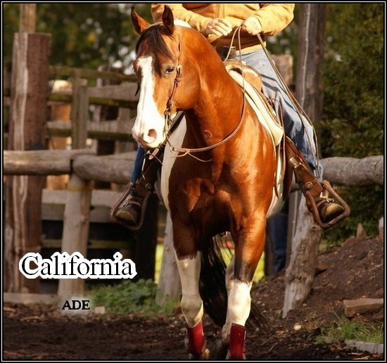 California | Jument Califo10