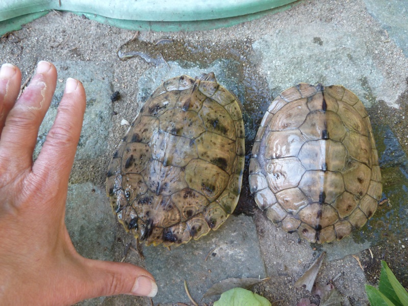 identification de tortues aquatiques pour une amie Tortue11