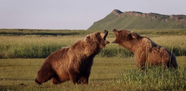 GRIZZLY - Disneynature (2014) Bears-11