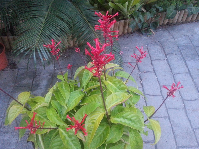 Odontonema strictum, chaque année, elle décore l'automne dans mon jardin 20131111