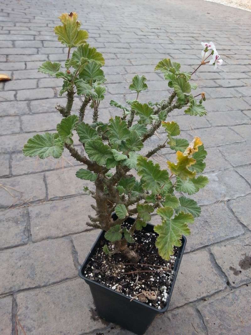 Pélargonium Echinatum  20140316