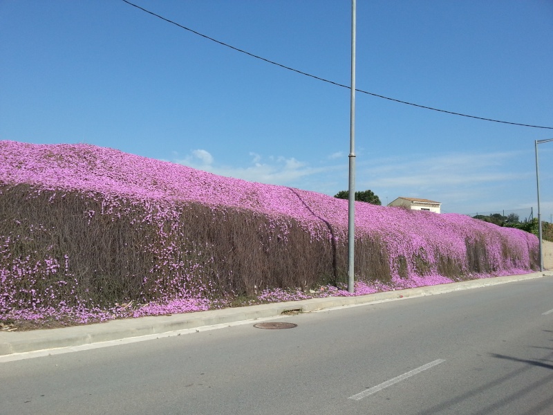 Incroyable mur fleuri 20140427