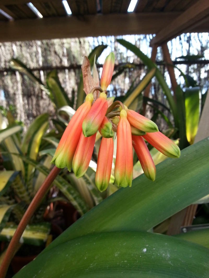 Clivia robusta Clivia10