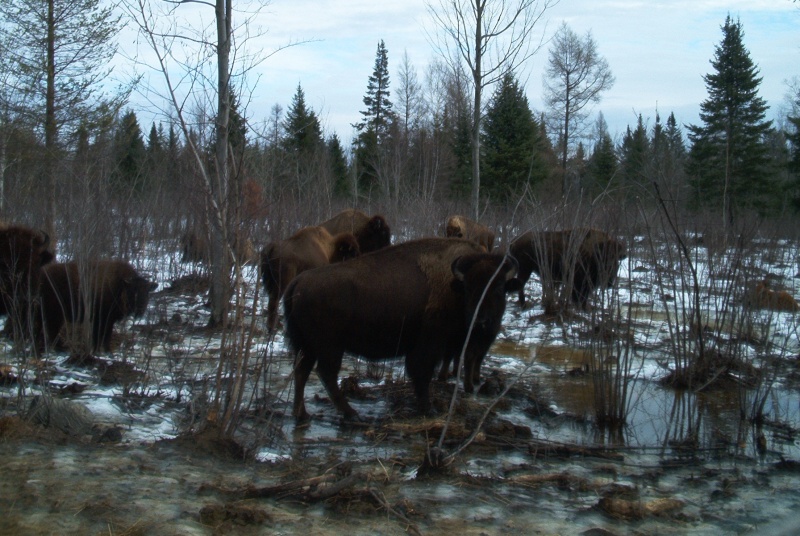 Une chasse aux bisons?!? Chasse10