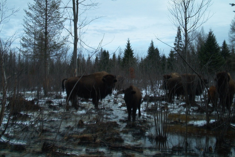 Une chasse aux bisons?!? Chasse12