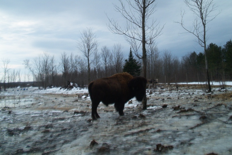 Une chasse aux bisons?!? Chasse13