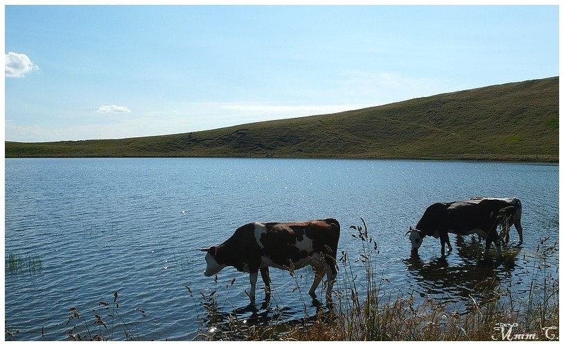 Des vaches auvergnates (AJOUT Photos 20.08) Parc_a20