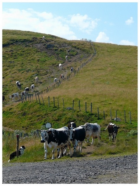 Des vaches auvergnates (AJOUT Photos 20.08) Vaches10