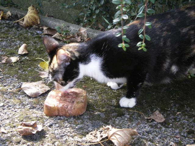 GATA CASERA Y SUS BEBES EN UNA ALCANTARILLA. URGE ACOGIDA Mami210