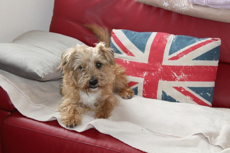 A CLASSER/ adopté !   Filou, fauve de Bretagne mâle, tout juste 4 ans Img_1915